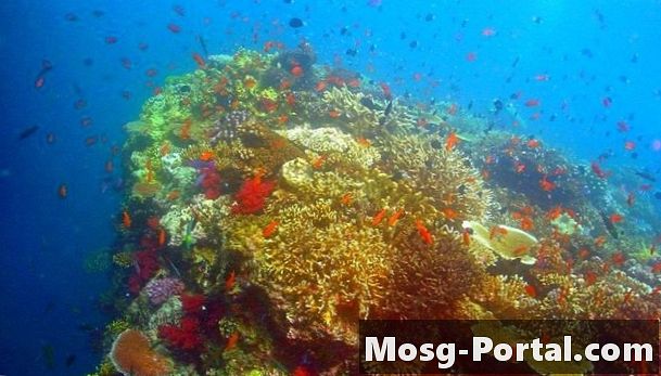 De ce recifurile de corali vin în multe culori