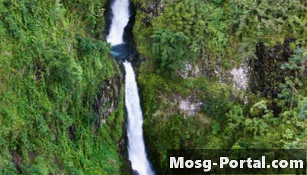 10 faits intéressants sur le biome de la forêt tropicale humide