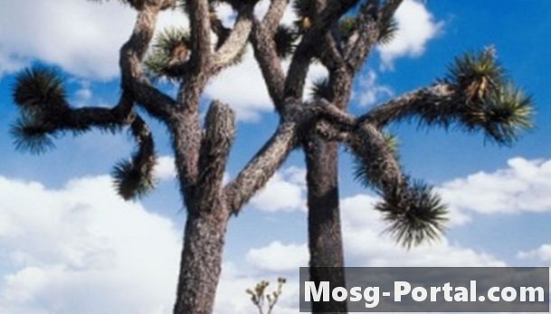 10 sivatagi biomában élő szervezet - Tudomány
