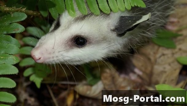 Anpassung eines Opossums