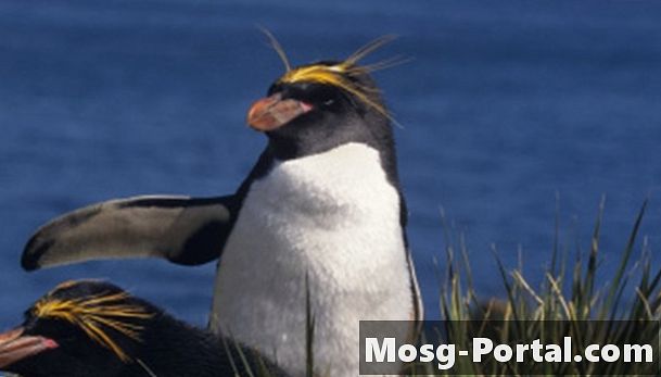 Адаптации на макаронски пингвин