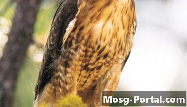 Adattamenti del falco coda rossa