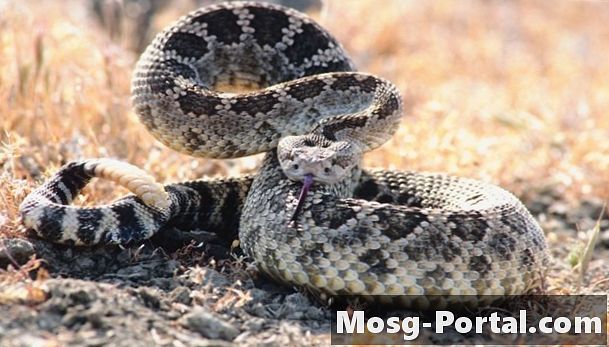 Aggressive Snakes i Texas