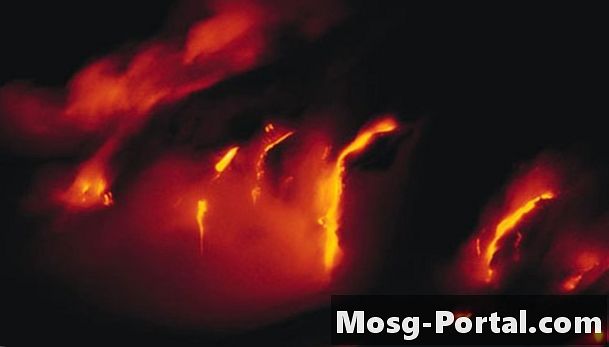 Djuranpassningar runt vulkaner