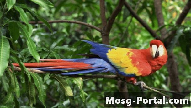 Adaptations animales dans le biome de la forêt tropicale