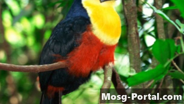 Ζώα και φυτά στο τροπικό δάσος της Κεντρικής Αμερικής