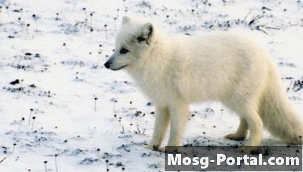 Živali, ki prebivajo v polarni tundri
