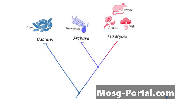 Archaea : 구조, 특성 및 도메인
