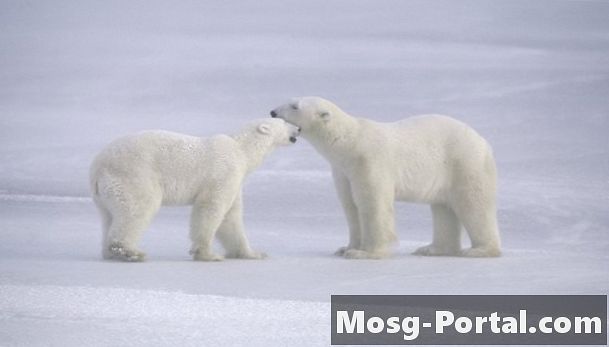 Zwierzęta zagrożone arktyczną tundrą