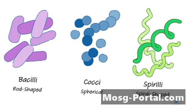 Bactéries: définition, types et exemples
