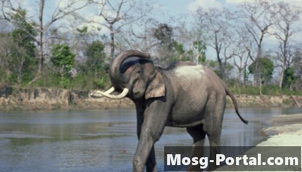 Adaptaciones conductuales de elefantes asiáticos