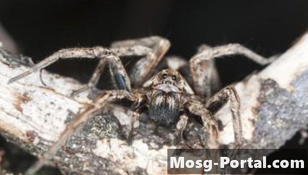 Große einheimische Spinnen in Wisconsin