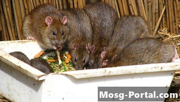 Hrănitori și șobolani