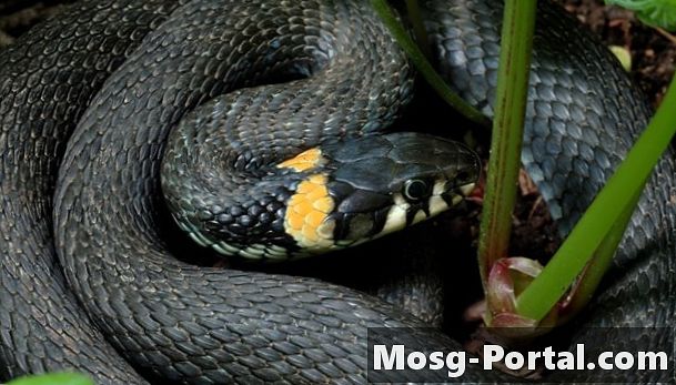 Zwarte slangen met gele ringen in Georgië