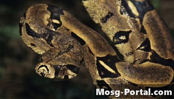Boa Constrictor Facts for Kids