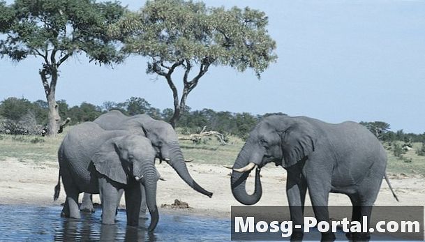 Ngà voi có thể được kéo ra mà không giết chết động vật?
