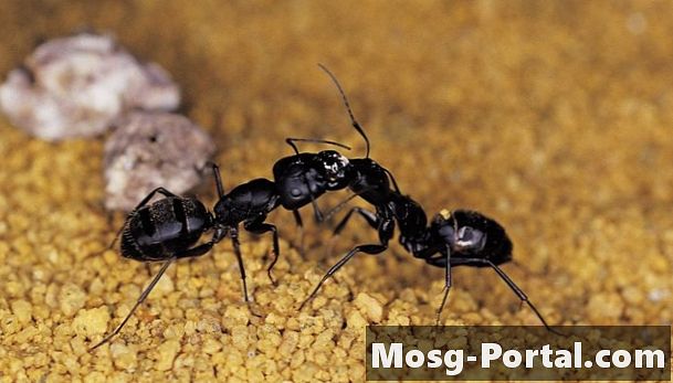 Ali mravlje lahko živijo brez svoje kraljice?