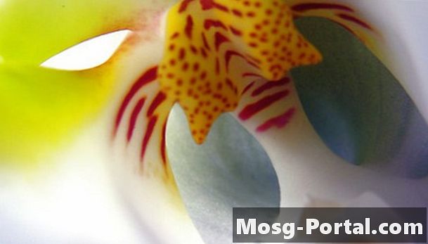 Pot flori de orhidee să își schimbe culoarea?