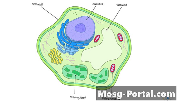 Pared celular: definición, estructura y función (con diagrama)