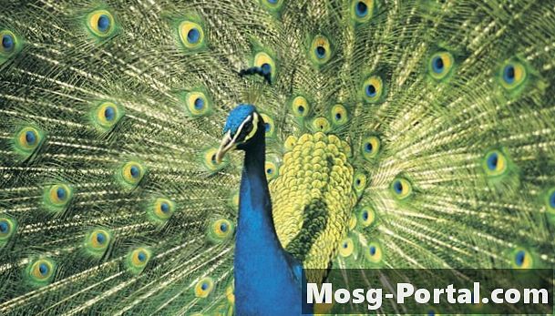 Χαρακτηριστικά ενός Bird Peacock