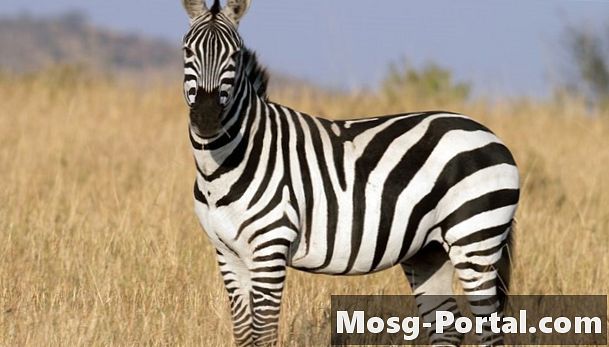 Caratteristiche di una zebra