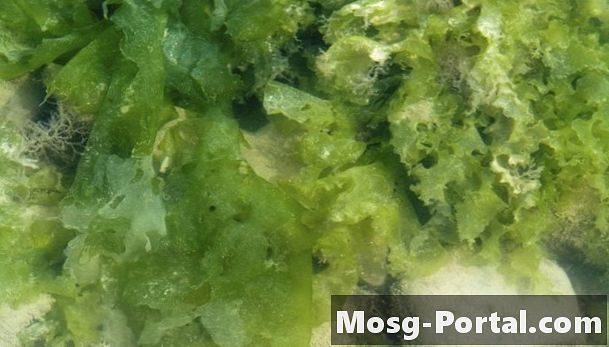 Caracteristicile algei marine