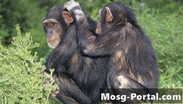 عادات التزاوج الشمبانزي