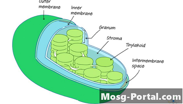 Kloroplast: Tanımı, Yapısı ve İşlevi (Diyagramlı)