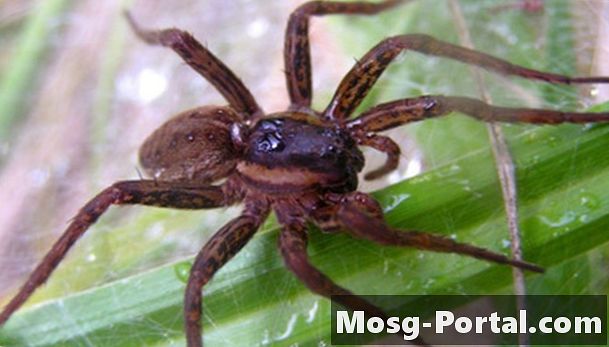 Arañas comunes de la casa y sus hábitos de apareamiento