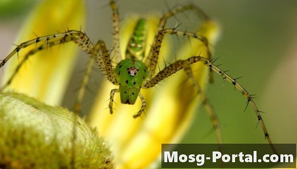 Yleisiä Mississippi-hämähäkkejä