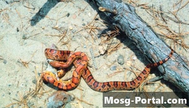 Vanlige slanger rundt innsjøen Murray, South Carolina