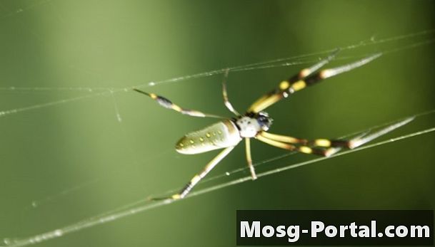New England'daki Ortak Örümcekler - Bilim