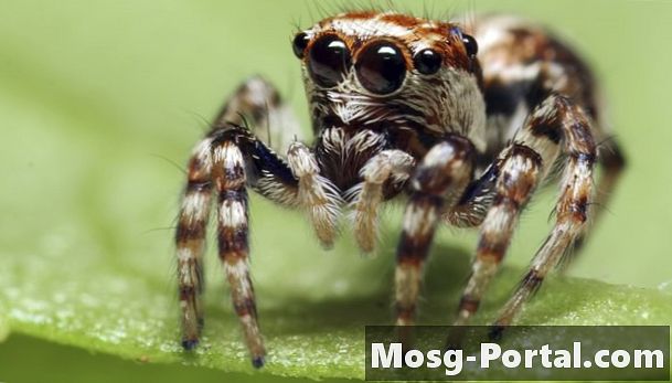Vanlige edderkopper i Sør-Afrika - Vitenskap