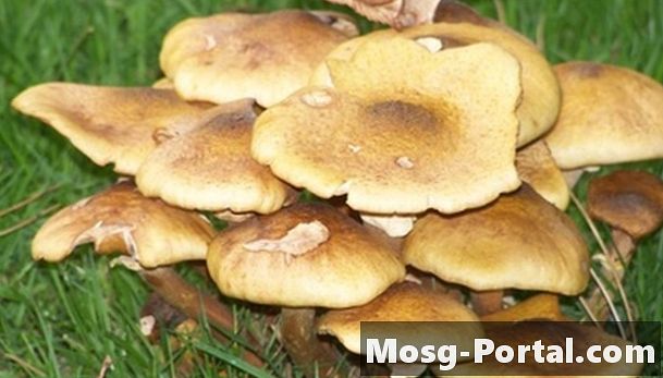 Tipi comuni di funghi trovati nel suolo