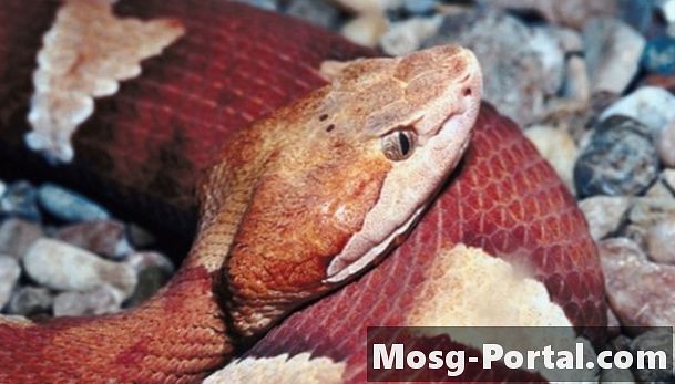 Identification du serpent Copperhead en Virginie