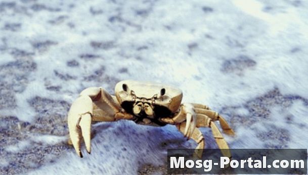 Crabii care au legătură cu păianjenii