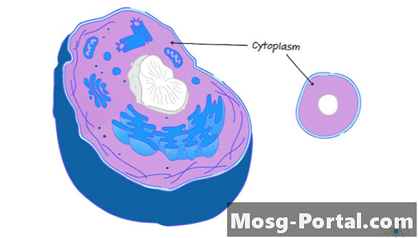Citoplazma: definicija, struktura in delovanje (z diagramom)