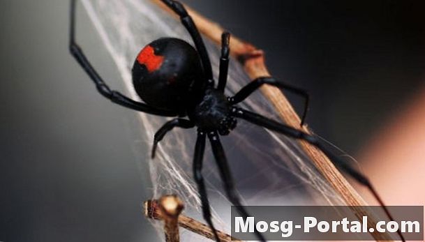 Bugs & Spiders Berbahaya di Tennessee - Sains