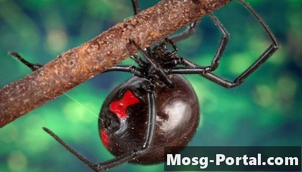 노스 캐롤라이나의 위험한 거미
