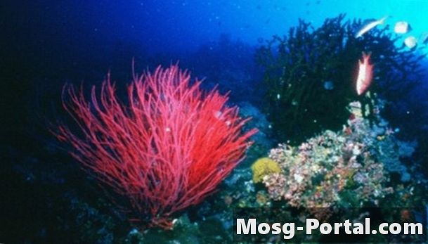 Deep Ocean Plants