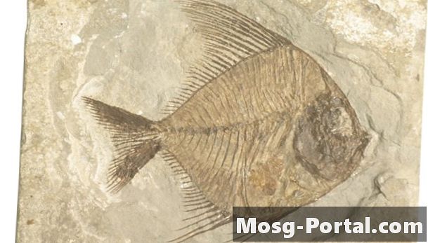 Definizione di un fossile conservato