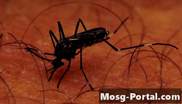 Forskjellen mellom en mannlig mygg og en kranflue