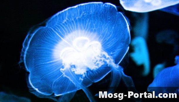 Diferencia entre estrellas de mar y medusas
