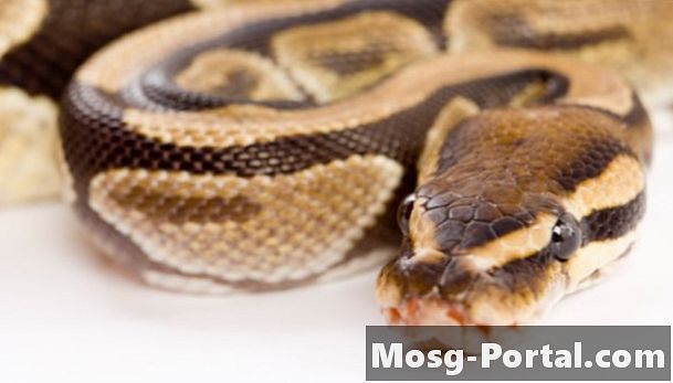Sự khác biệt giữa Boa, Python và Anaconda - Khoa HọC
