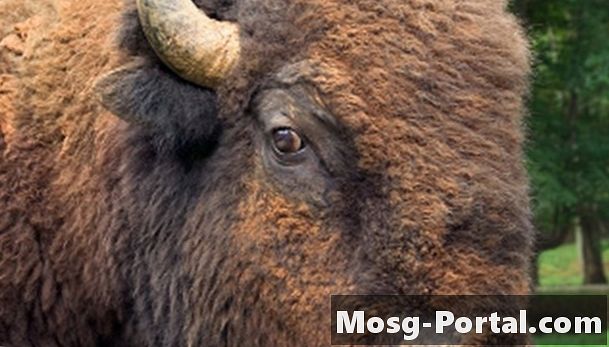 Różnice między bizonem i bydłem - Nauka