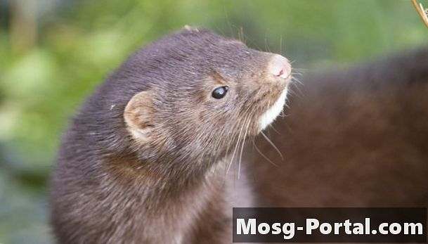 Différences entre Minks & Weasels - Science