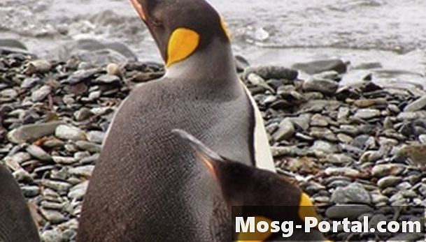 Perbezaan Antara Haiwan di Semenanjung dan Antartika
