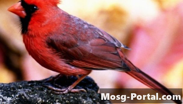 Različne vrste kardinalskih ptic