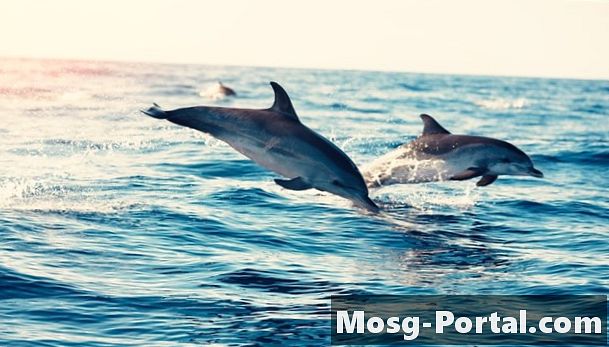Дельфины действительно общаются друг с другом и людьми?