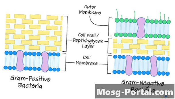 I procarioti hanno pareti cellulari?